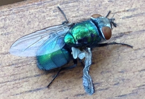 blue arse fly