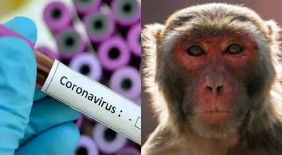 COVID-19: Oxford vaccine effective in monkeys, heading for mass ...